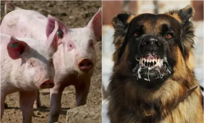 Cinci focare de rabie și pestă porcină Cinci focare de rabie și pestă porcină