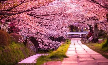 Un colț de Japonia prinde contur la Chișinău. Moldexpo va avea o alee cu cireși japonezi, care va fi conectată cu parcul Valea Morilor - VIDEO