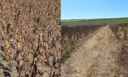 Colaj Colaj