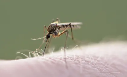 Virusul West Nile transmis prin ţânţari