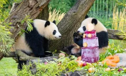 Urși panda de la Zoo din Berlin Urși panda de la Zoo din Berlin