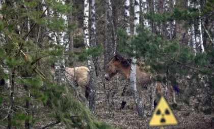 Animale sălbatice Animale sălbatice