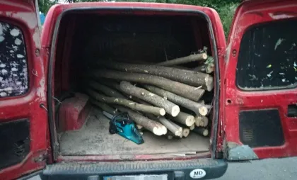Tăieri ilegale