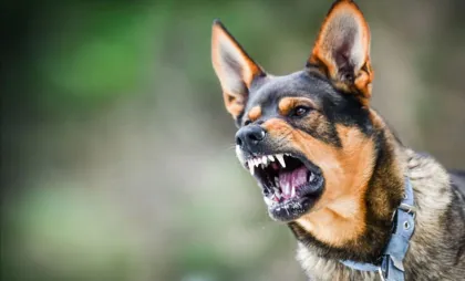 Rabie Rabie