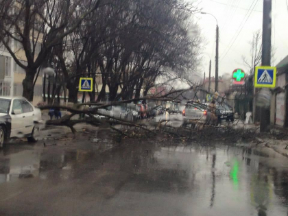 Vantul puternic doboara copacii, in capitala. FOTO. Cand vom scapa de vremea rea Vantul puternic doboara copacii, in capitala. FOTO. Cand vom scapa de vremea rea