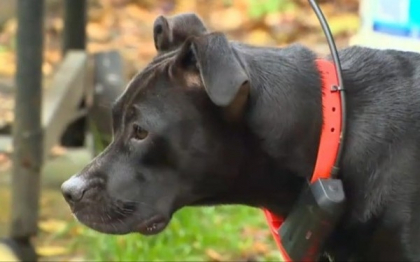 Un american a avut surpriza vietii in momentul in care si-a vazut cainele. Ce avea animalul in gura