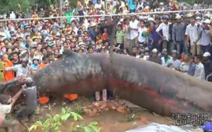 "Monstrul din Vietnam": o specie de balena a pus pe jar satenii, dar si internautii "Monstrul din Vietnam": o specie de balena a pus pe jar satenii, dar si internautii