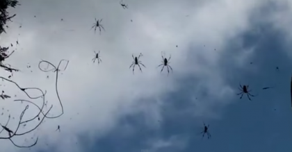 Imagini RARE si INSPAIMANTATOARE: A plouat cu paianjeni in Australia. Explicatia specialistilor - VIDEO Imagini RARE si INSPAIMANTATOARE: A plouat cu paianjeni in Australia. Explicatia specialistilor - VIDEO