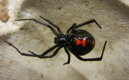 A inghetat de spaima cand a vazut unde era o "vaduva neagra"."Mii de oameni sunt in pericol" A inghetat de spaima cand a vazut unde era o "vaduva neagra"."Mii de oameni sunt in pericol"