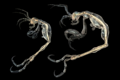 Cum arata cea mai noua specie descoperita de oamenii de stiinta pe Terra Cum arata cea mai noua specie descoperita de oamenii de stiinta pe Terra