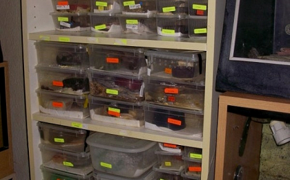 Inspectorii au ramas blocati cand au deschis usa casei. Sufrageria era plina cu ei Inspectorii au ramas blocati cand au deschis usa casei. Sufrageria era plina cu ei