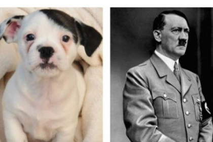 Cum arata cainele ajuns vedeta pe Internet, dupa ce multi au spus ca seamana cu Hitler