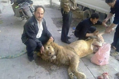 Loviti de foamete. Rebelii sirieni ar fi ucis si mancat un leu de la zoo