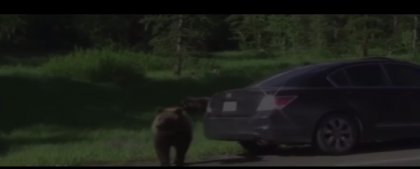 I-a bagat in sperieti: Un urs a luat cu asalt masina in care se afla o familie americana. Cum s-a incheiat totul - VIDEO