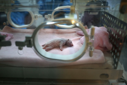 POZA ZILEI. Un pui de panda doarme intr-un incubator la spital - FOTO POZA ZILEI. Un pui de panda doarme intr-un incubator la spital - FOTO