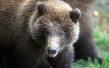 Panica la gradina zoologica. Un urs grizzly a vrut sa sparga geamul despartitor de turisti cu o piatra: "\'A lovit de 5 ori" Panica la gradina zoologica. Un urs grizzly a vrut sa sparga geamul despartitor de turisti cu o piatra: "\'A lovit de 5 ori"