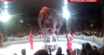 Un elefant a cazut de la inaltime in timpul unei cascadorii intr-un circ din Belarus - VIDEO