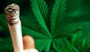 MARIJUANA, crescuta in Moldova. Ce au facut politistii dupa ce au gasit locul de crestere al plantelor MARIJUANA, crescuta in Moldova. Ce au facut politistii dupa ce au gasit locul de crestere al plantelor