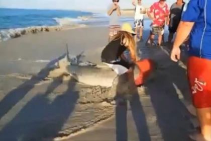 Au prins din greseala un rechin tigru. Ceea ce urmeaza dupa aceea este remarcabil. VIDEO Au prins din greseala un rechin tigru. Ceea ce urmeaza dupa aceea este remarcabil. VIDEO