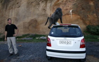 Un grup de babuini terorizeaza locuitorii din Cape Town, Africa de Sud Un grup de babuini terorizeaza locuitorii din Cape Town, Africa de Sud