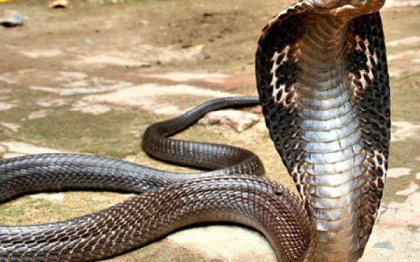 Un barbat din Ghana sustine ca a fost muscat de penis de un sarpe intr-o toaleta publica Un barbat din Ghana sustine ca a fost muscat de penis de un sarpe intr-o toaleta publica