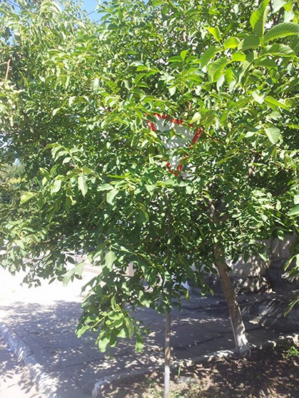 CEDATI trecerea, daca vedeti: Un semn de circulatie, ascuns in frunzis - FOTO