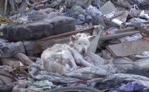 A adoptat un caine care traia printre gunoaie si l-a ingrijit. Dupa cateva zile a avut o surpriza A adoptat un caine care traia printre gunoaie si l-a ingrijit. Dupa cateva zile a avut o surpriza