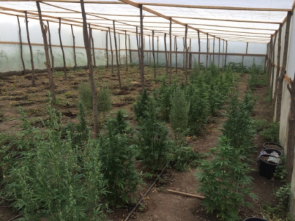 Afacere de crestere ilegala a canepei, DESCOPERITA de politisti la Cahul: Un pahar de marijuana costa pana la 2000 de lei