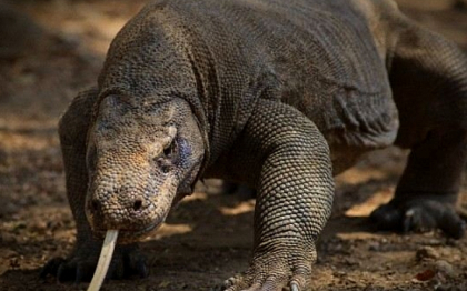 "Reptilele ar putea mosteni Pamantul." Specia capabila sa supravietuiasca unei catastrofe globale "Reptilele ar putea mosteni Pamantul." Specia capabila sa supravietuiasca unei catastrofe globale