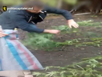 Canepa in podul unei case din capitala: Barbatul, gasit de oamenii legii. O parte o folosea pentru consum propriu - VIDEO Canepa in podul unei case din capitala: Barbatul, gasit de oamenii legii. O parte o folosea pentru consum propriu - VIDEO