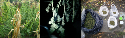 Peste cinci kg de marijuana, gasite in gospodaria unui barbat: Mama acestuia ingrijea plantele - VIDEO Peste cinci kg de marijuana, gasite in gospodaria unui barbat: Mama acestuia ingrijea plantele - VIDEO