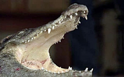 Si-a salvat fiul, in Ajunul Craciunului, din coltii unui crocodil. Baiatul si-a pierdut piciorul