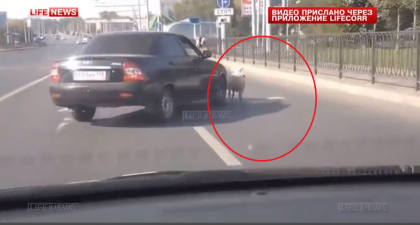 Un berbec CURAJOS printre masinile din Kazan: Cum alearga acesta o distanta lunga pentru a nu fi sacrificat - VIDEO Un berbec CURAJOS printre masinile din Kazan: Cum alearga acesta o distanta lunga pentru a nu fi sacrificat - VIDEO