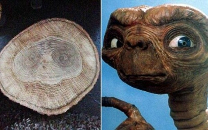 Descoperirea facuta de un adolescent din Marea Britanie intr-o bucata de lemn