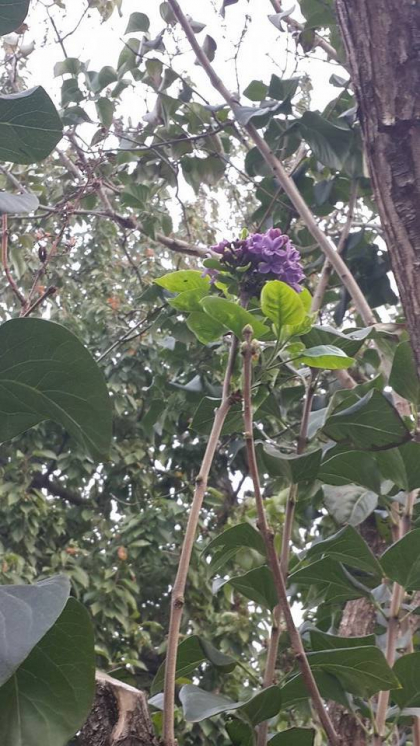 Cu liliac in floare, in zile reci de toamna. Pentru a doua oara in acest an, planta a dat roade - FOTO Cu liliac in floare, in zile reci de toamna. Pentru a doua oara in acest an, planta a dat roade - FOTO