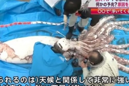 Cum arata calamarul urias scos la suprafata de un pescar din Japonia. VIDEO Cum arata calamarul urias scos la suprafata de un pescar din Japonia. VIDEO