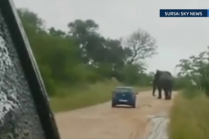 Atacati de elefant. Momentul in care un safari in Africa de Sud s-a transformat intr-un cosmar Atacati de elefant. Momentul in care un safari in Africa de Sud s-a transformat intr-un cosmar
