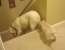 O catea labrador isi invata puiul sa coboare scarlile. Cum procedeaza pisica. VIDEO O catea labrador isi invata puiul sa coboare scarlile. Cum procedeaza pisica. VIDEO