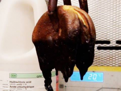 Ce se intampla in stomacul tau cand mananci fast food. Imagini spectaculoase - VIDEO Ce se intampla in stomacul tau cand mananci fast food. Imagini spectaculoase - VIDEO