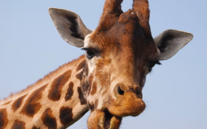 Eutanasiat si dat la lei. Un pui de girafa a fost macelarit in fata vizitatorilor unei gradini zoologice Eutanasiat si dat la lei. Un pui de girafa a fost macelarit in fata vizitatorilor unei gradini zoologice