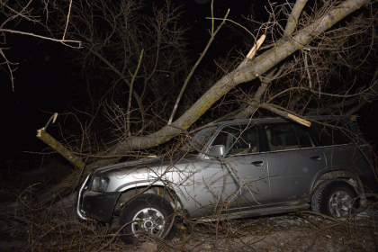 Un copac i-a cazut peste masina in timp ce mergea. Soferul se plange ca oamenii legii nu reactioneaza - FOTO Un copac i-a cazut peste masina in timp ce mergea. Soferul se plange ca oamenii legii nu reactioneaza - FOTO