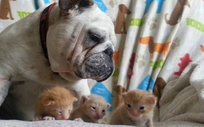 Dragoste fara frontiere. Gestul protector al unui bulldog, fata de surorile sale adoptive... niste pisici. VIDEO Dragoste fara frontiere. Gestul protector al unui bulldog, fata de surorile sale adoptive... niste pisici. VIDEO