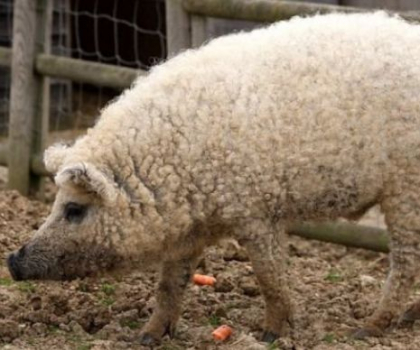 Mai multi oameni au confundat o oaie cu un porc. Care este explicatia? Mai multi oameni au confundat o oaie cu un porc. Care este explicatia?