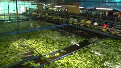 Cum sunt crescute, culese, spalate si impachetate bananele pe care si tu le mananci din supermarket? Uite cum se face - VIDEO Cum sunt crescute, culese, spalate si impachetate bananele pe care si tu le mananci din supermarket? Uite cum se face - VIDEO