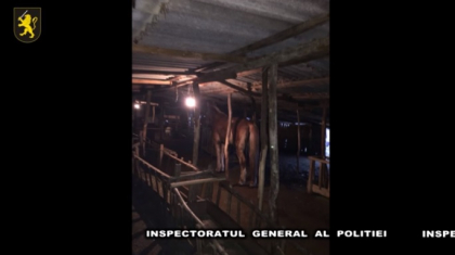 3 barbati, RETINUTI dupa ce au furat zeci de animale din mai multe gospodarii