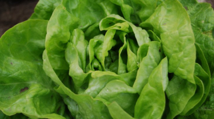 Cum alegi cea mai buna salata verde. Trucul pe care putini il stiu