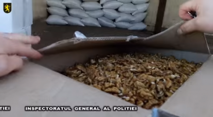Politistii au depistat zece tone de miez de nuca in valoare de circa un milion de lei, fara acte de provenienta - VIDEO Politistii au depistat zece tone de miez de nuca in valoare de circa un milion de lei, fara acte de provenienta - VIDEO