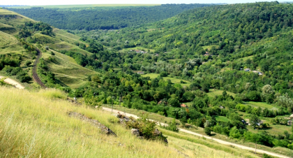 Ministerul Mediului a scos la taiat 560 de hectare din Codrii Moldovei - Mold-Street.com
