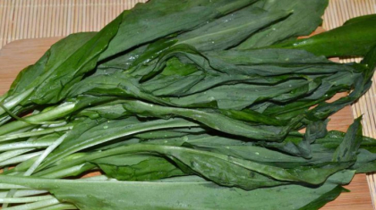 Ce este, de fapt, LEURDA. Mai mananci vreodata aceasta planta? Ce este, de fapt, LEURDA. Mai mananci vreodata aceasta planta?