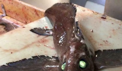 PESTE bizar descoperit in apele Oceanului Atlantic - FOTO